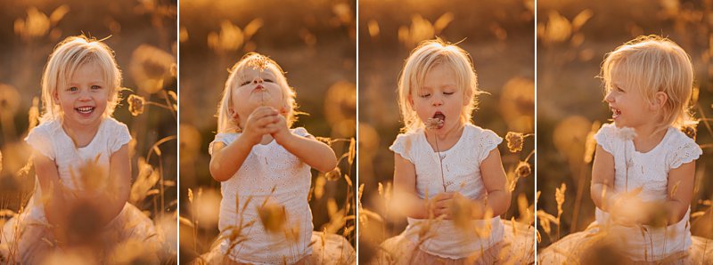 little girl picking flowers, sunkissed blonde girl, family portraits at sunset